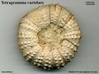 Tetragramma_variolare